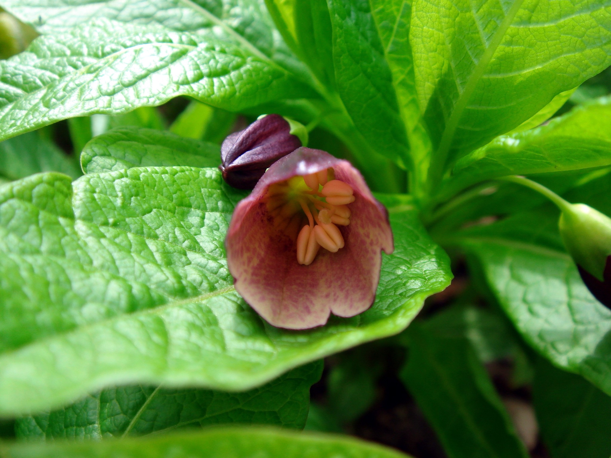 Scopolia japonica Alchetron, The Free Social Encyclopedia